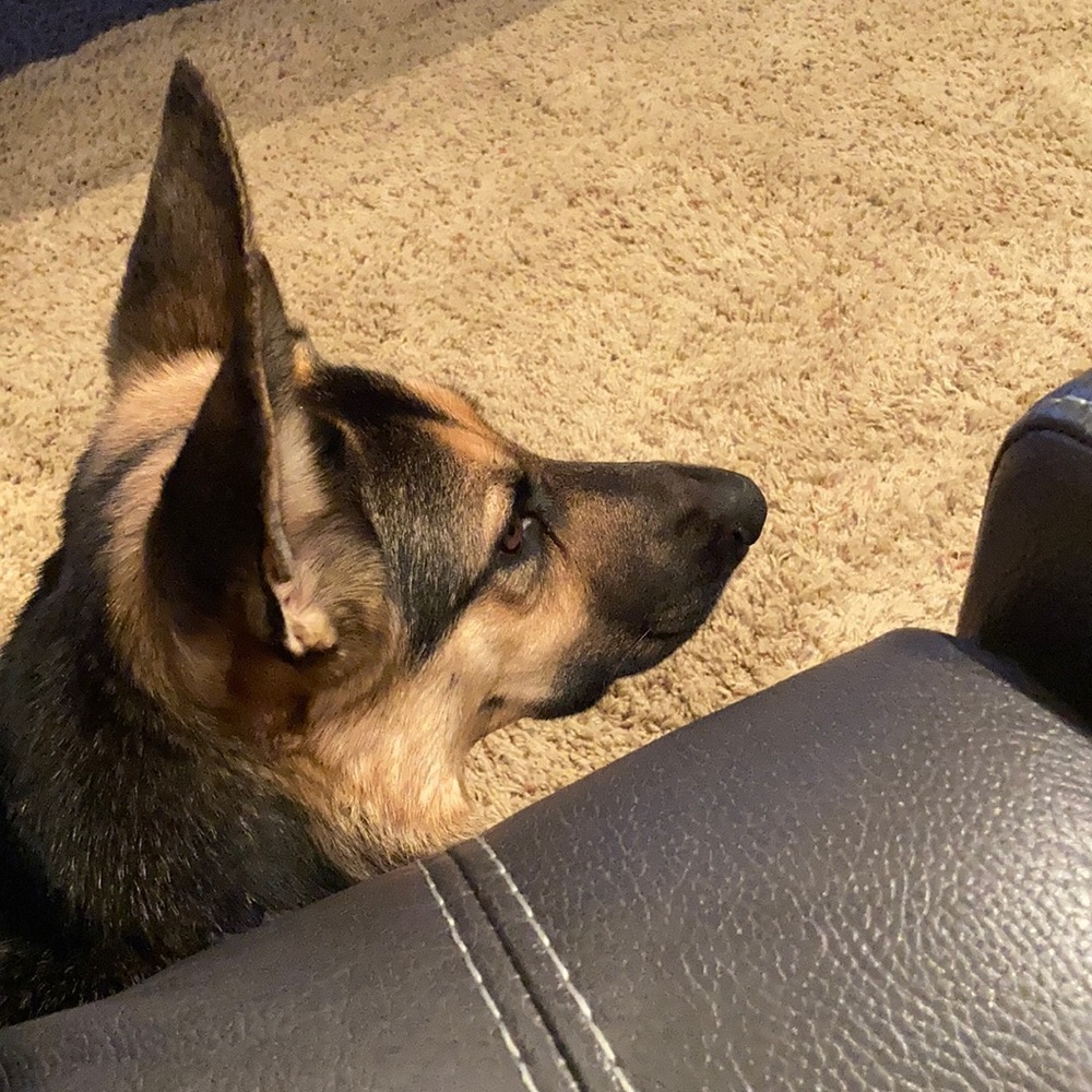 Meet your Posher, Amy